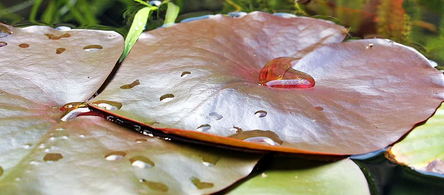 water, lily, pond, river, plant, leave, leaf, nature, close-up HD wallpaper