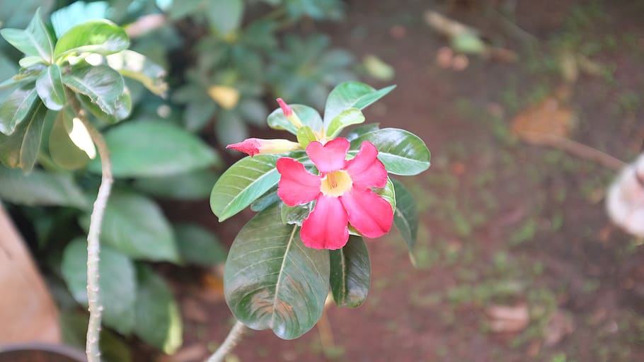 indonesia, bintaro, tree, red, flower, garden, green, plant HD wallpaper