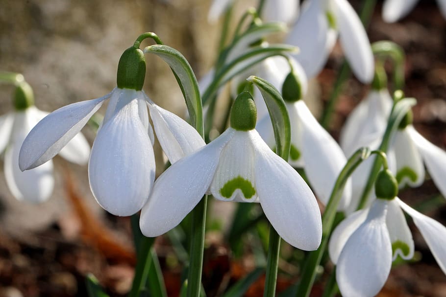 snowdrop, flower, nature, spring, early bloomer, signs of spring HD wallpaper