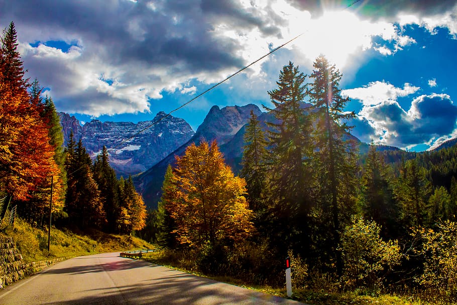 Concrete Road Surrounded With Pine Trees Under Blue Sky, daylight HD wallpaper