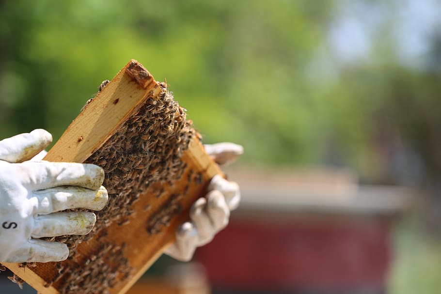 beekeeper, gloves, hives, apiary, honeycomb, wax, frame, honeybee HD wallpaper