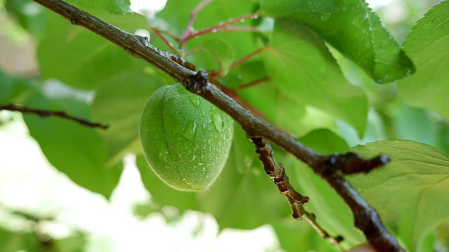 apricot, green, spring, summer, tree, branch, raw, gardening HD wallpaper