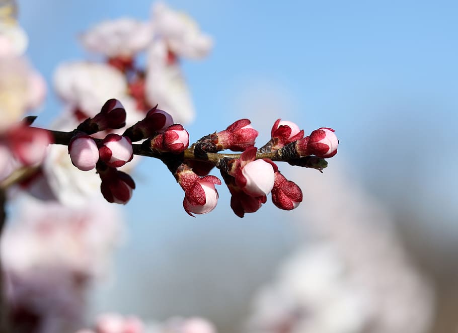 flowers, white, spring, tree, casey, nature, supplies, nice HD wallpaper