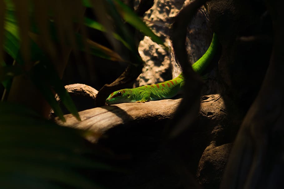 green, lizard, wild, reptile, animal, nature, closeup, animal themes HD wallpaper