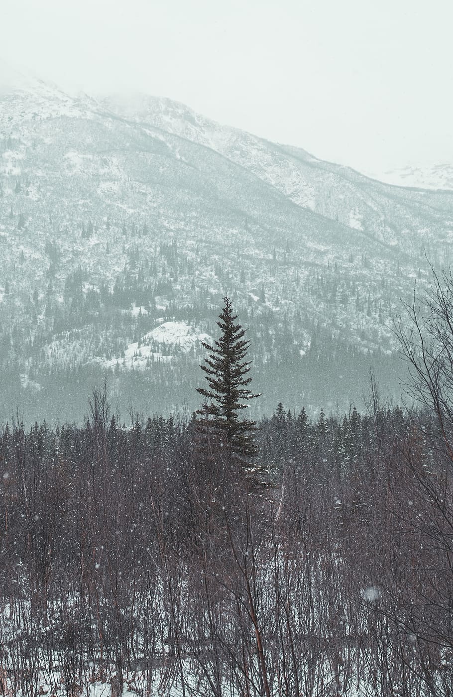 green trees on mountain, plant, abies, fir, conifer, spruce, pine HD wallpaper
