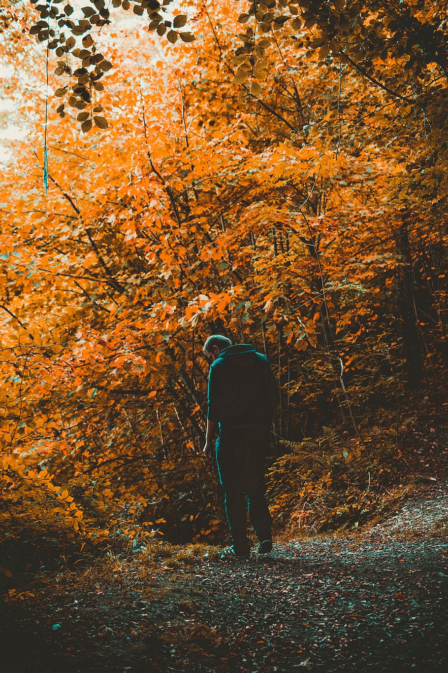 Man Standing on Road Near Trees, branches, bright, colors, daylight HD wallpaper