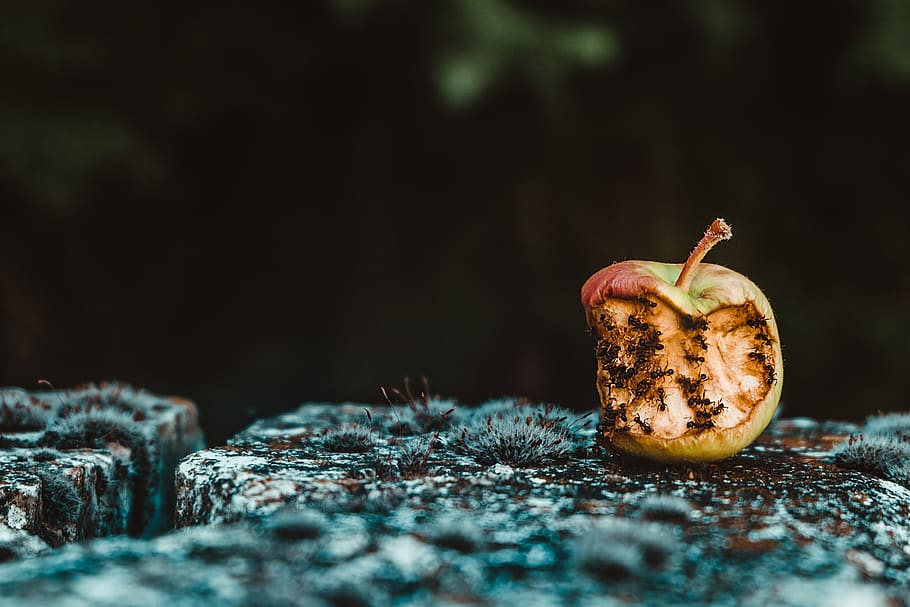 rotten green apple, food, food and drink, selective focus, no people