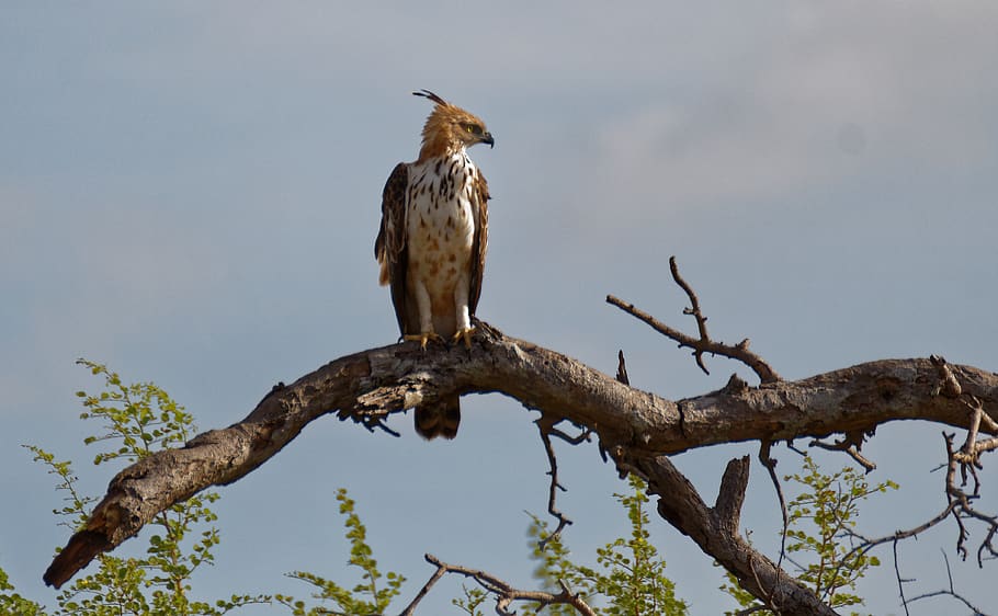 bird, sitting, eagle, tree, looking, animals in the wild, animal wildlife HD wallpaper