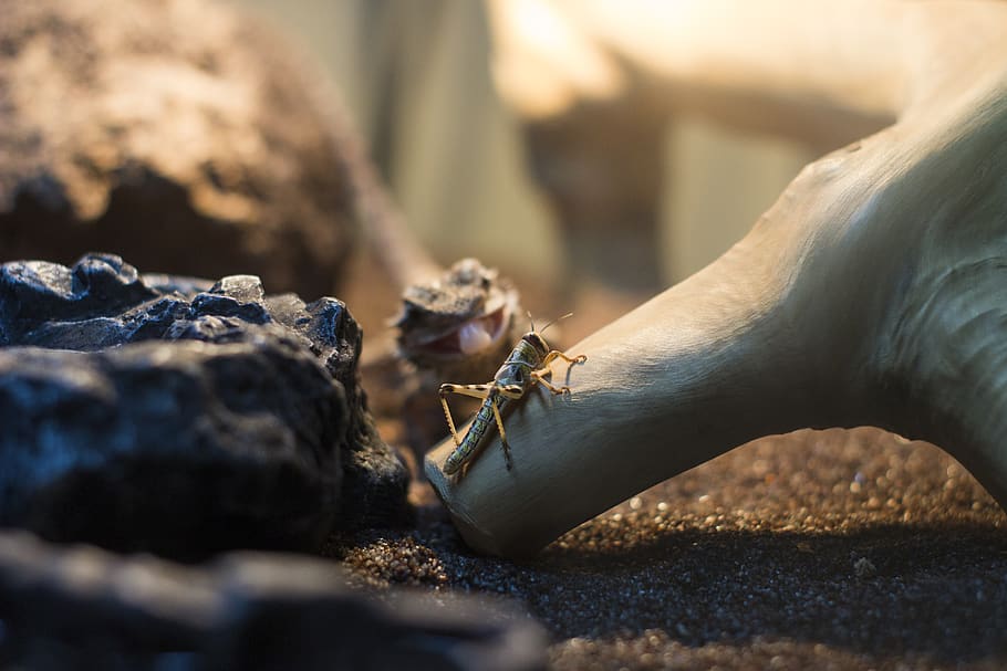 lizard, wild, animal, animal themes, animal wildlife, animals in the wild HD wallpaper