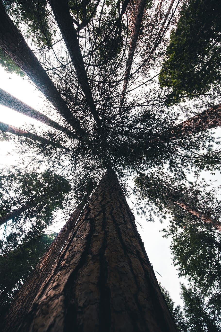 tree, forrest, explore, dream, plant, tree trunk, growth, low angle view HD wallpaper