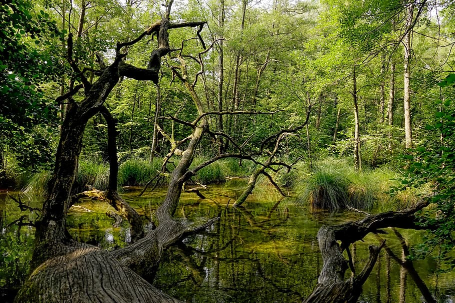nature, forest, dead tree, fallen tree, park, landscape, trees HD wallpaper