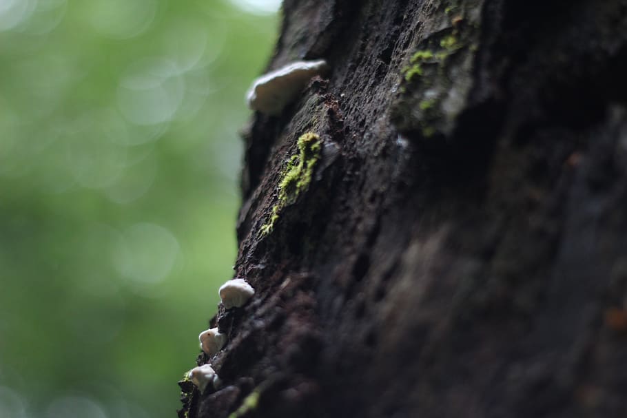 tree, nature, flower, green, plants, life, marigold, tree trunk HD wallpaper