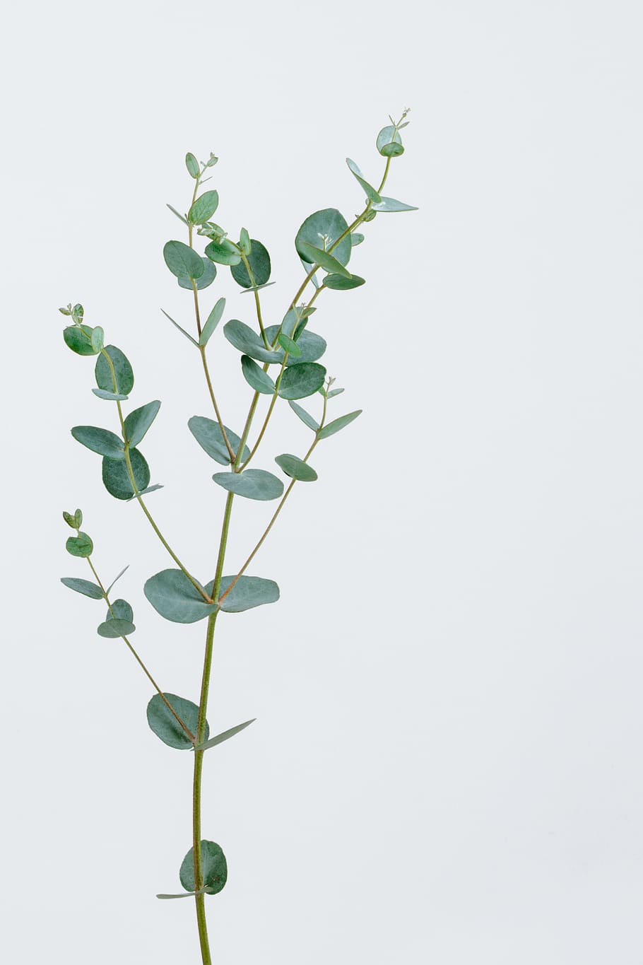 green-leafed plant, plant part, growth, white background, studio shot HD wallpaper