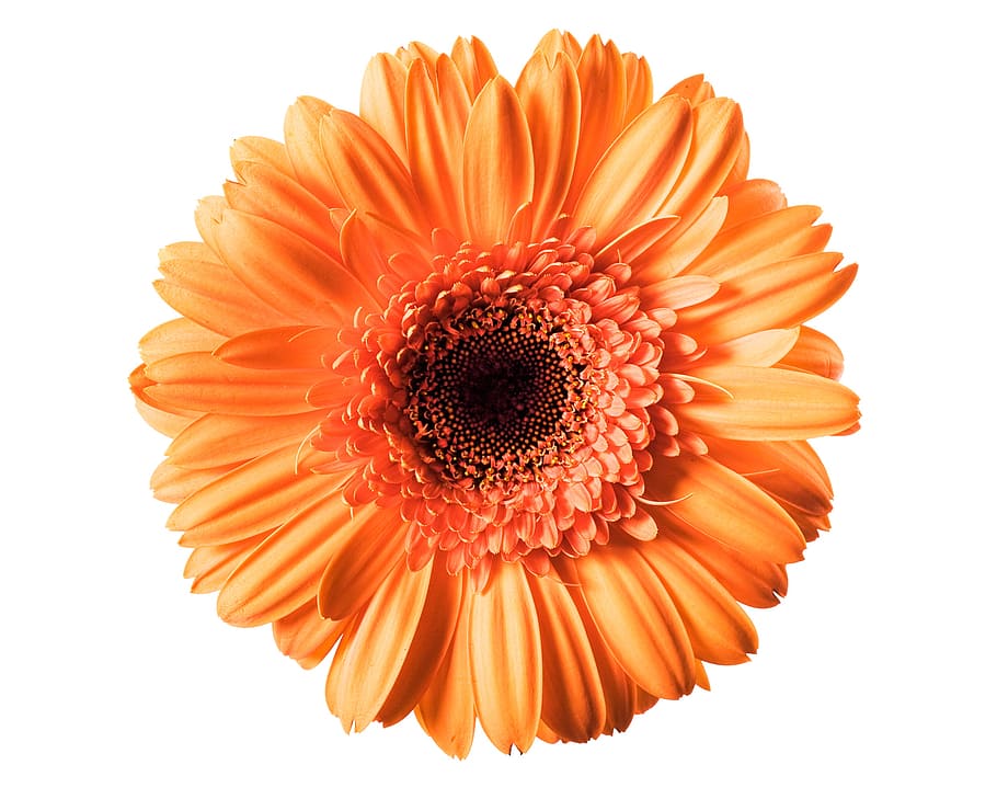 orange, gerbera, flower, background, white, closeup, isolated HD wallpaper