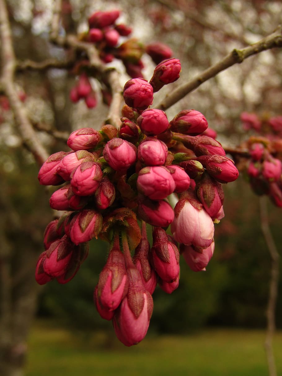 bud, japan, cherry, spring, cherry blossom, branch, ornamental cherry HD wallpaper