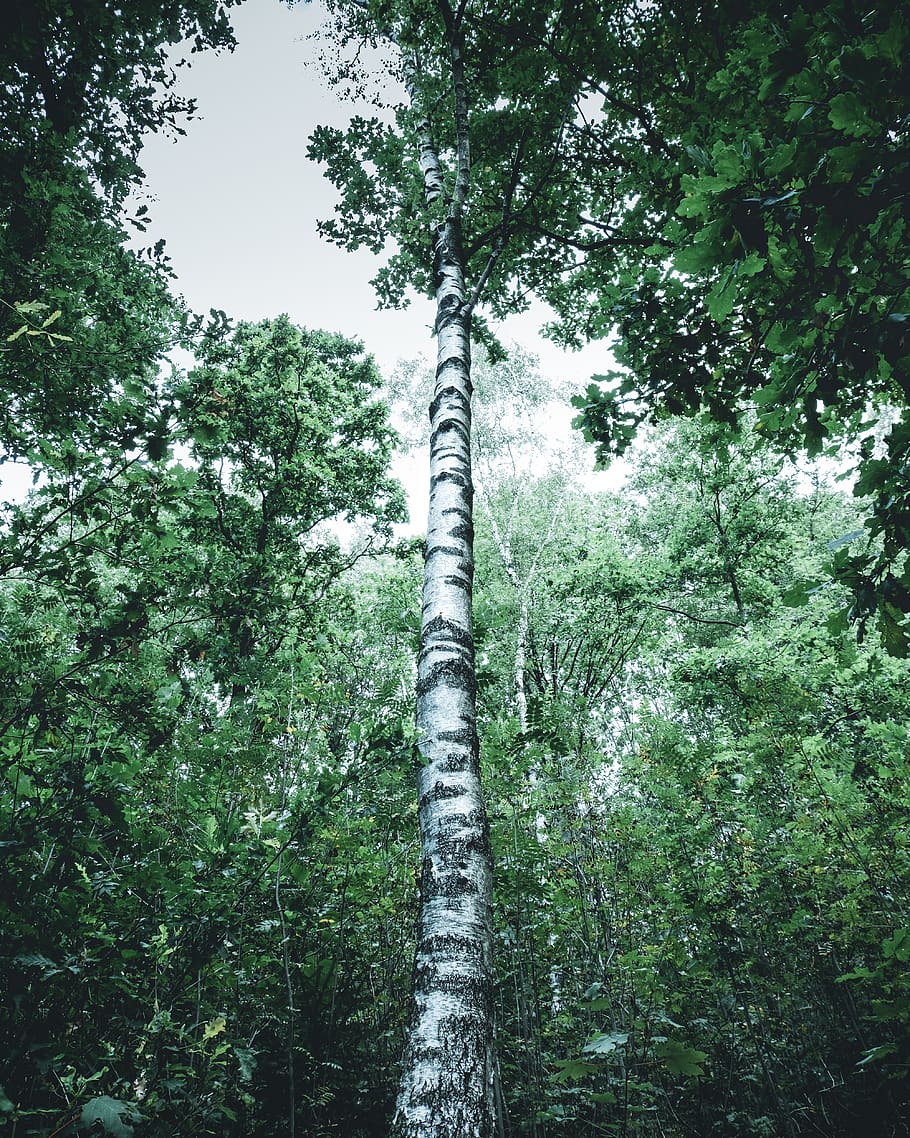 germany, siegen, tree, forest, moody, plant, land, growth, nature HD wallpaper
