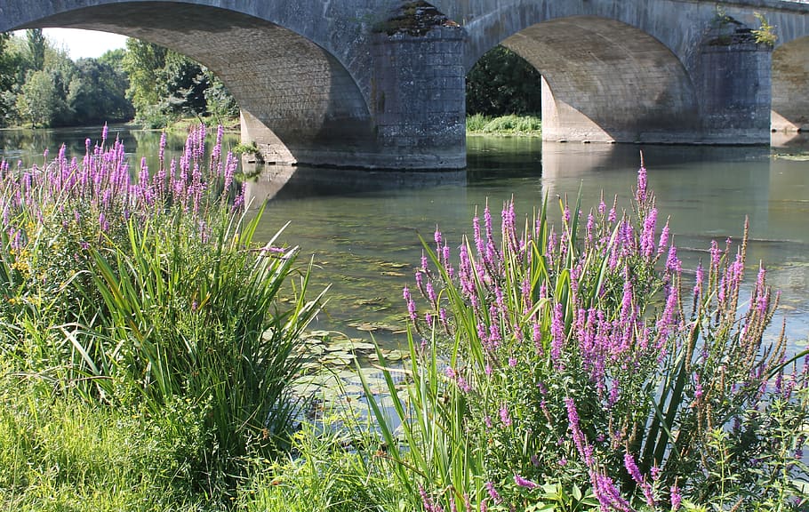 bridge, river, water, plant, flower, flowering plant, architecture, HD wallpaper