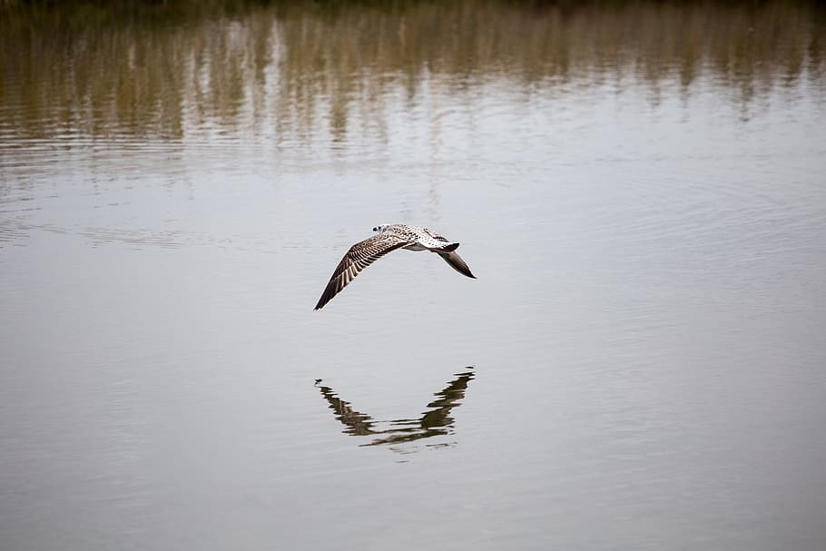 bird, seagull, flight, fly, in, water, over the water, lake HD wallpaper