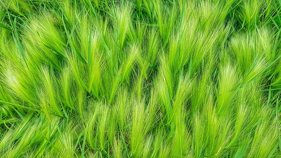 grass, greens, nature, juicy, in the summer of, background, HD wallpaper