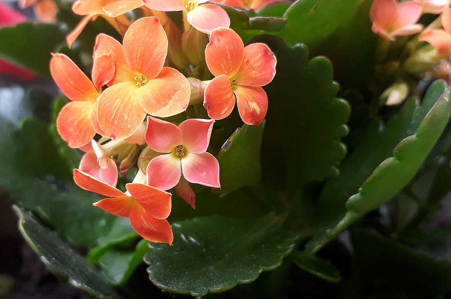 flowers, orange, plant, leaf, nature, close up, garden, flowering plant HD wallpaper