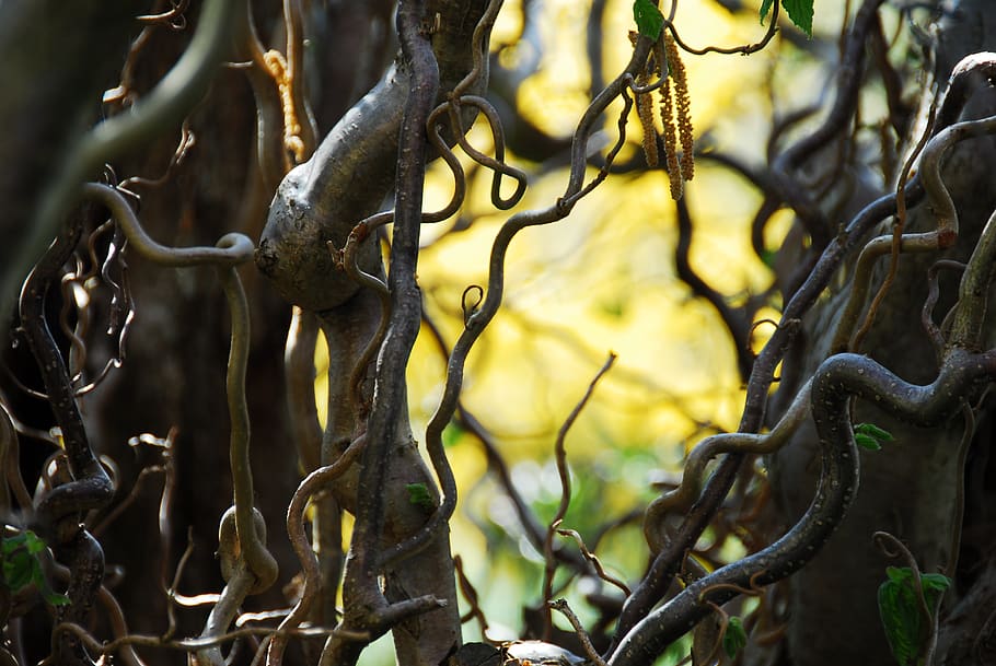tree, background, wood, nature, leaf, corkscrew, hazel, confused HD wallpaper