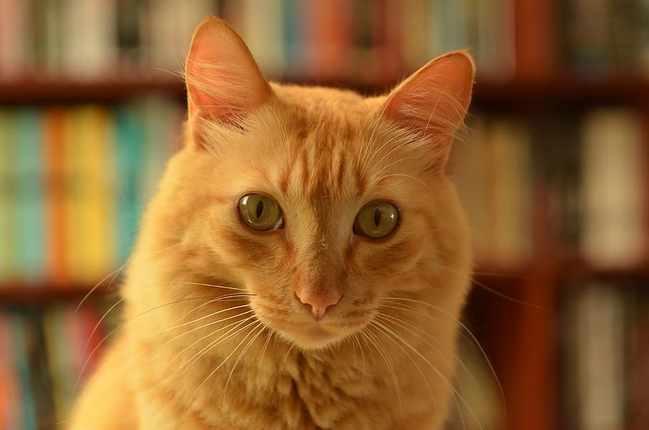 orange cat, mammal, animal, pet, manx, abyssinian, shelf, furniture HD wallpaper
