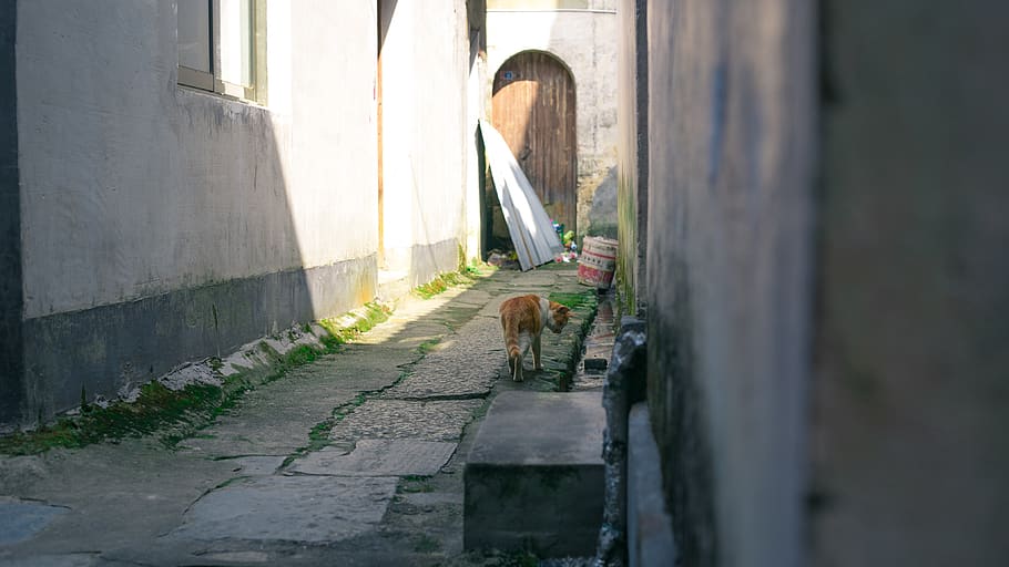 alley, cat, architecture, built structure, day, direction, one animal