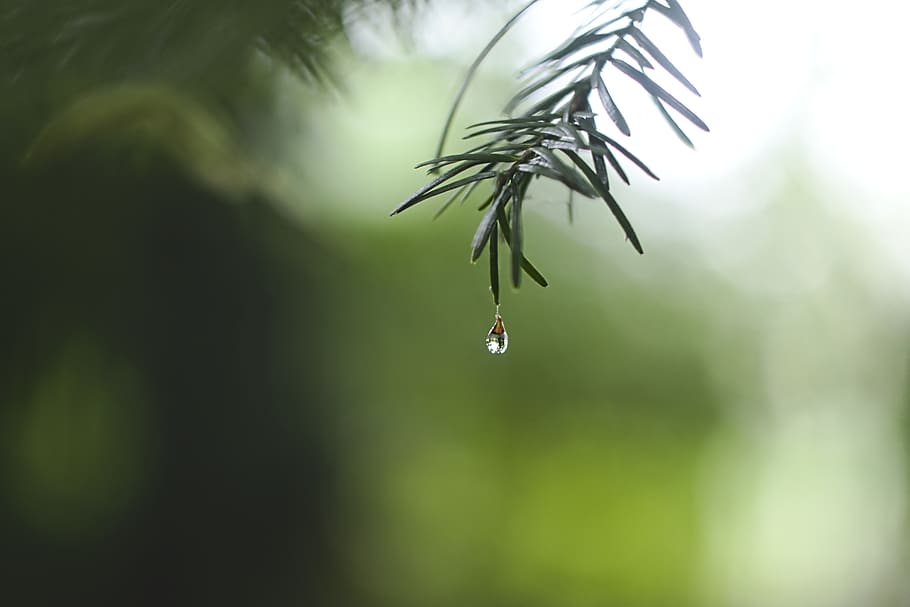 water dew on green leaf, plant, growth, drop, beauty in nature HD wallpaper