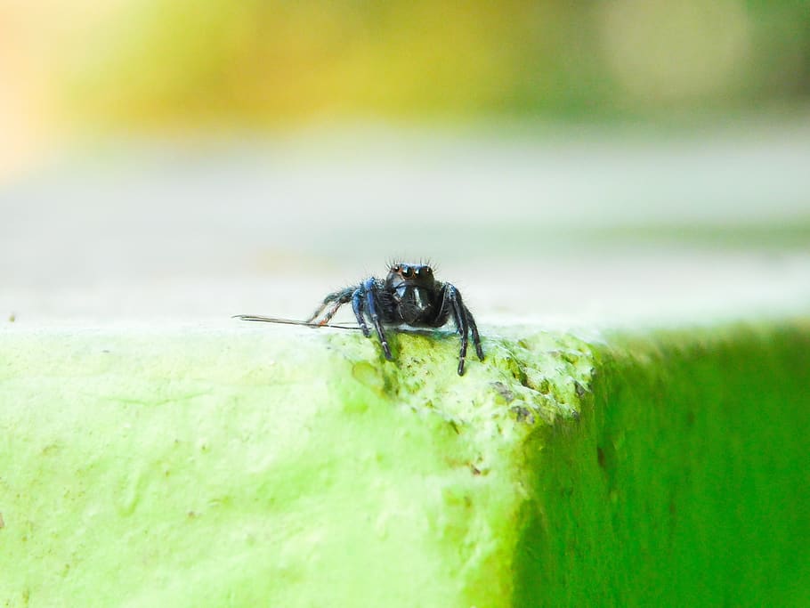 spider, black, small, macro, animal themes, insect, animal wildlife HD wallpaper