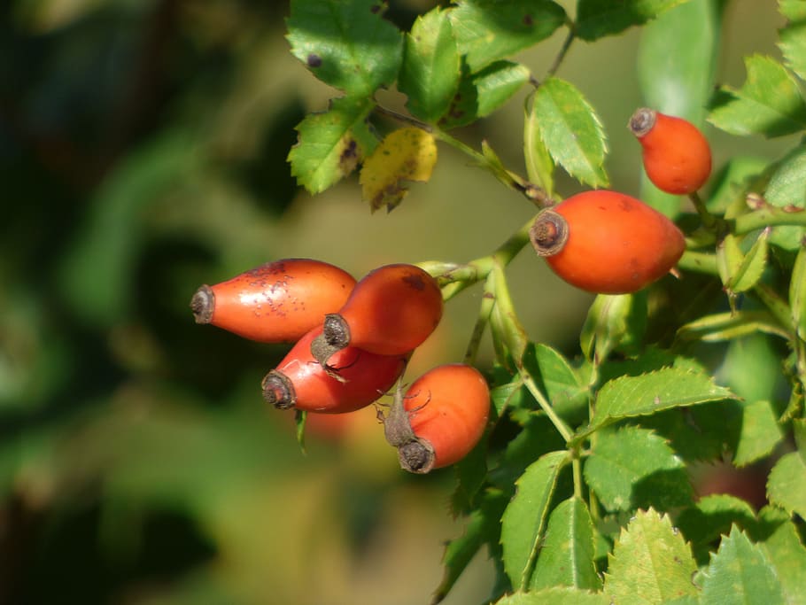 fruit, eglantine, plants, nature, red, berries, rose hips, branch, HD wallpaper