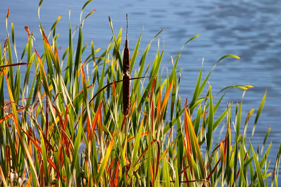 reed, bank, lake, marsh plant, nature, water, grass, grasses, HD wallpaper