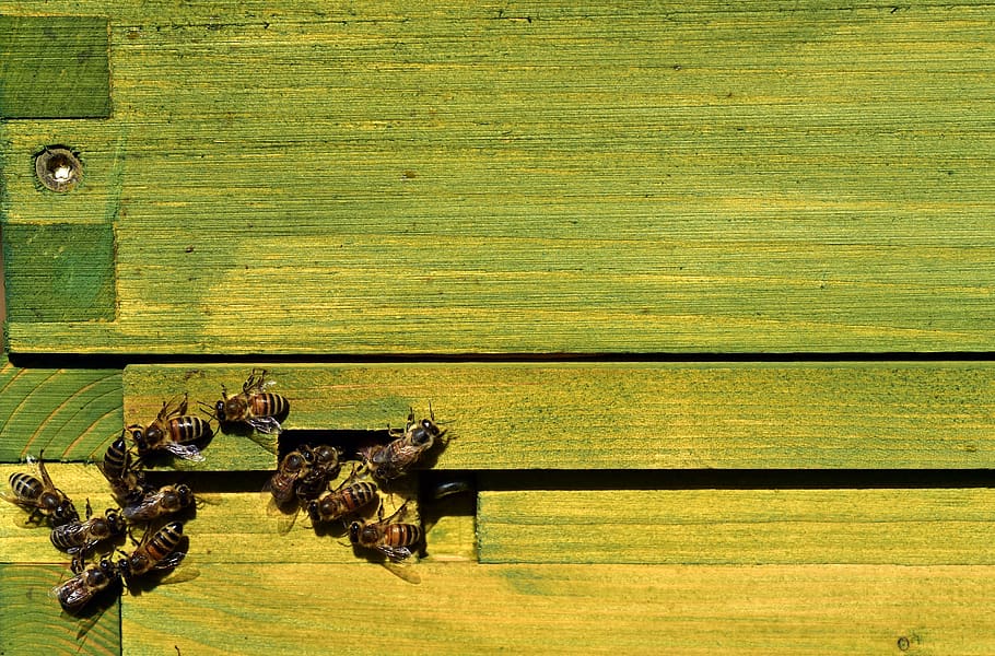 bees, beehive, input, goal, colony, floor, come back, collect HD wallpaper