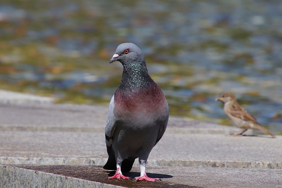 dove, sparrow, bird, animal, nature, city pigeon, plumage, bird head, HD wallpaper