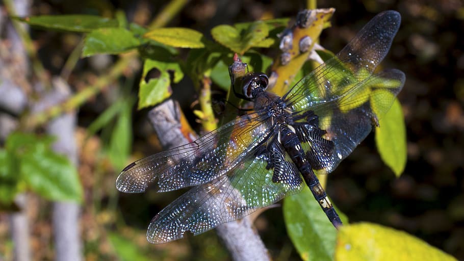dragon fly, bugs, bugs life, nature, san jose, macro, animal wildlife HD wallpaper
