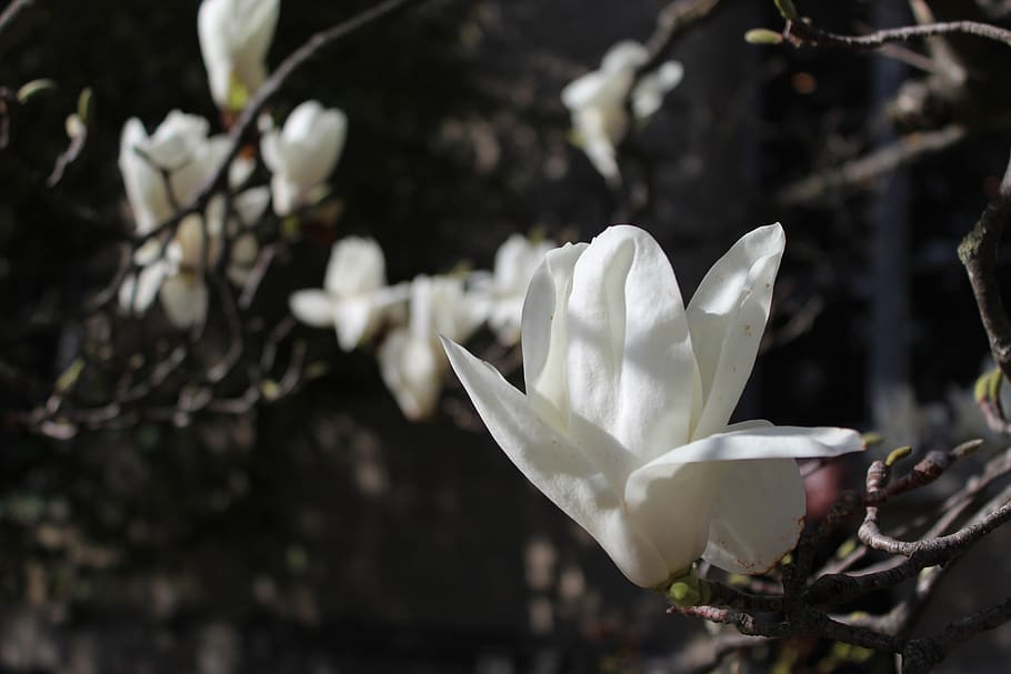 magnolia, white, flower, spring, nature, botany, plant, flowering plant HD wallpaper