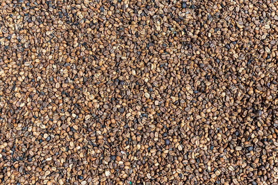 brown seeds, full frame, abundance, backgrounds, nature, land HD wallpaper