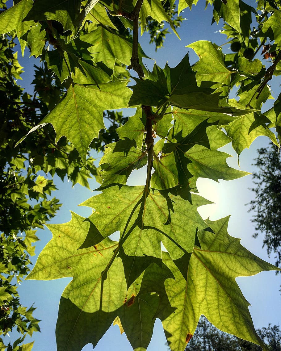 leaf, plant part, growth, green color, low angle view, nature HD wallpaper