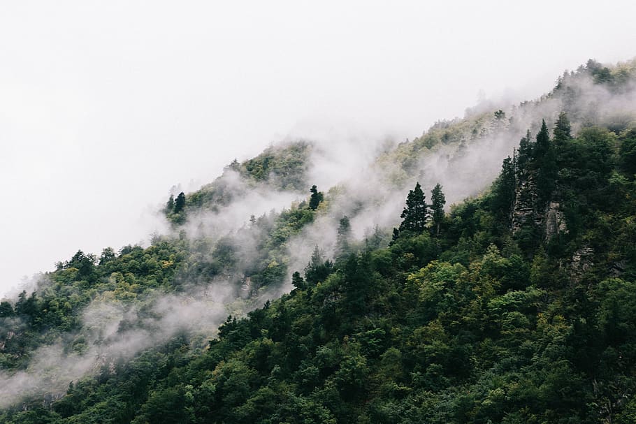 china, aba, nikon, nature, forest, green, mountain, fog, tree HD wallpaper