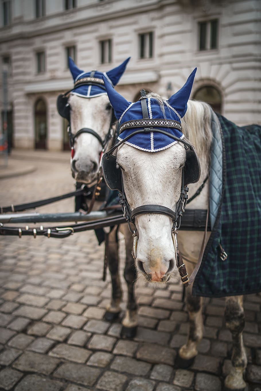 two leashed white horses wearing hats, animal, mammal, carriage HD wallpaper