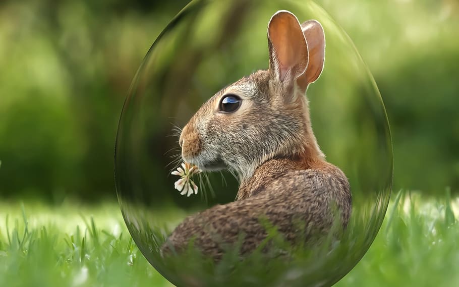 easter, holiday, spring, egg, bunny, animal, animal themes HD wallpaper