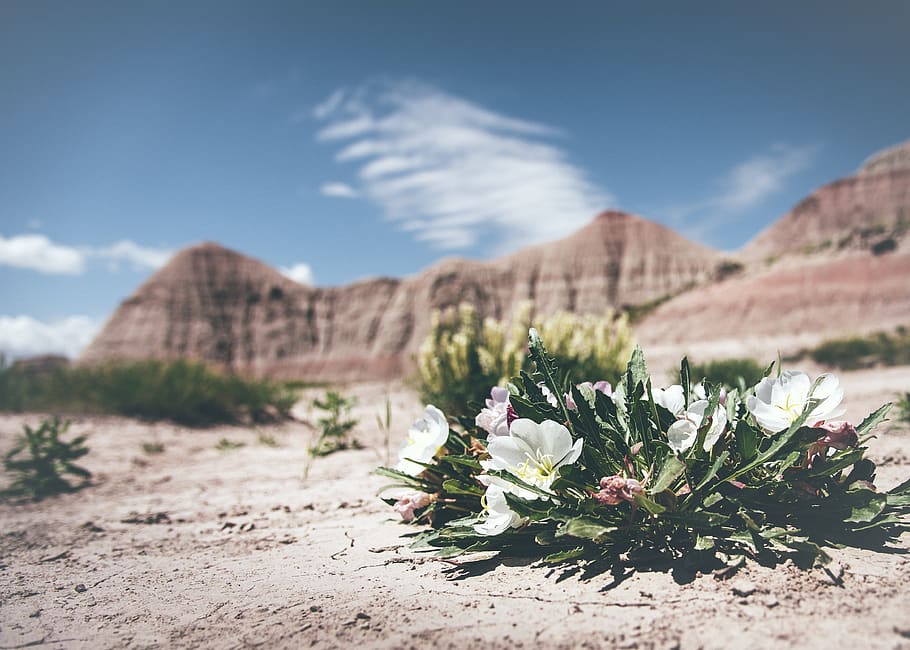 flower, desert, rocks, sand, grass, clouds, sky, plant, flowering plant HD wallpaper