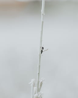 black insect, animal, bird, coat rack, transportation, flying HD wallpaper
