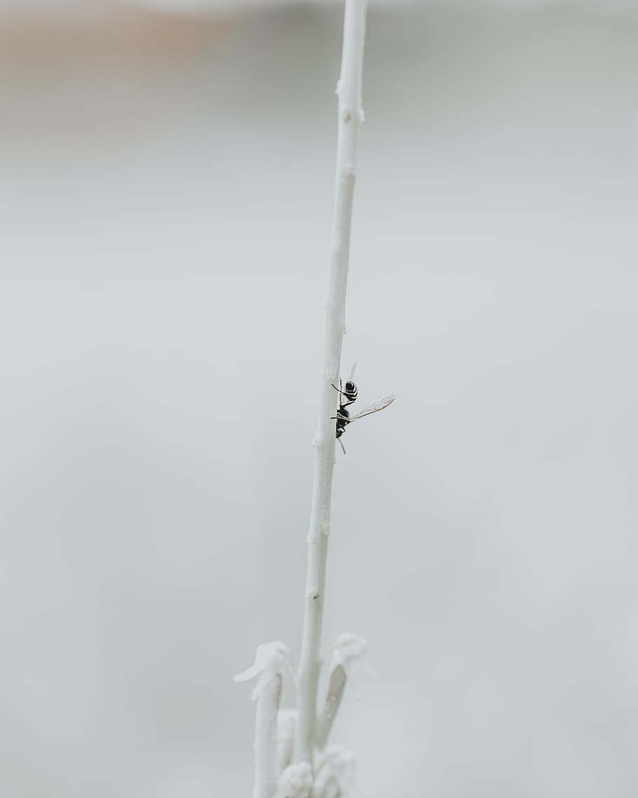 black insect, animal, bird, coat rack, transportation, flying HD wallpaper