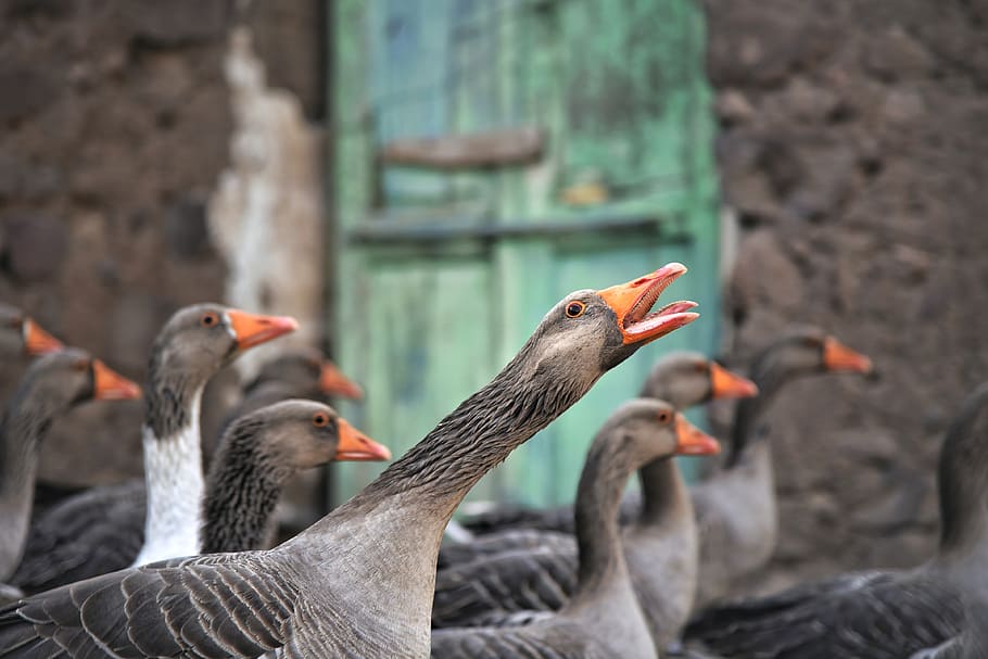 gray ducks, animal themes, vertebrate, bird, group of animals HD wallpaper