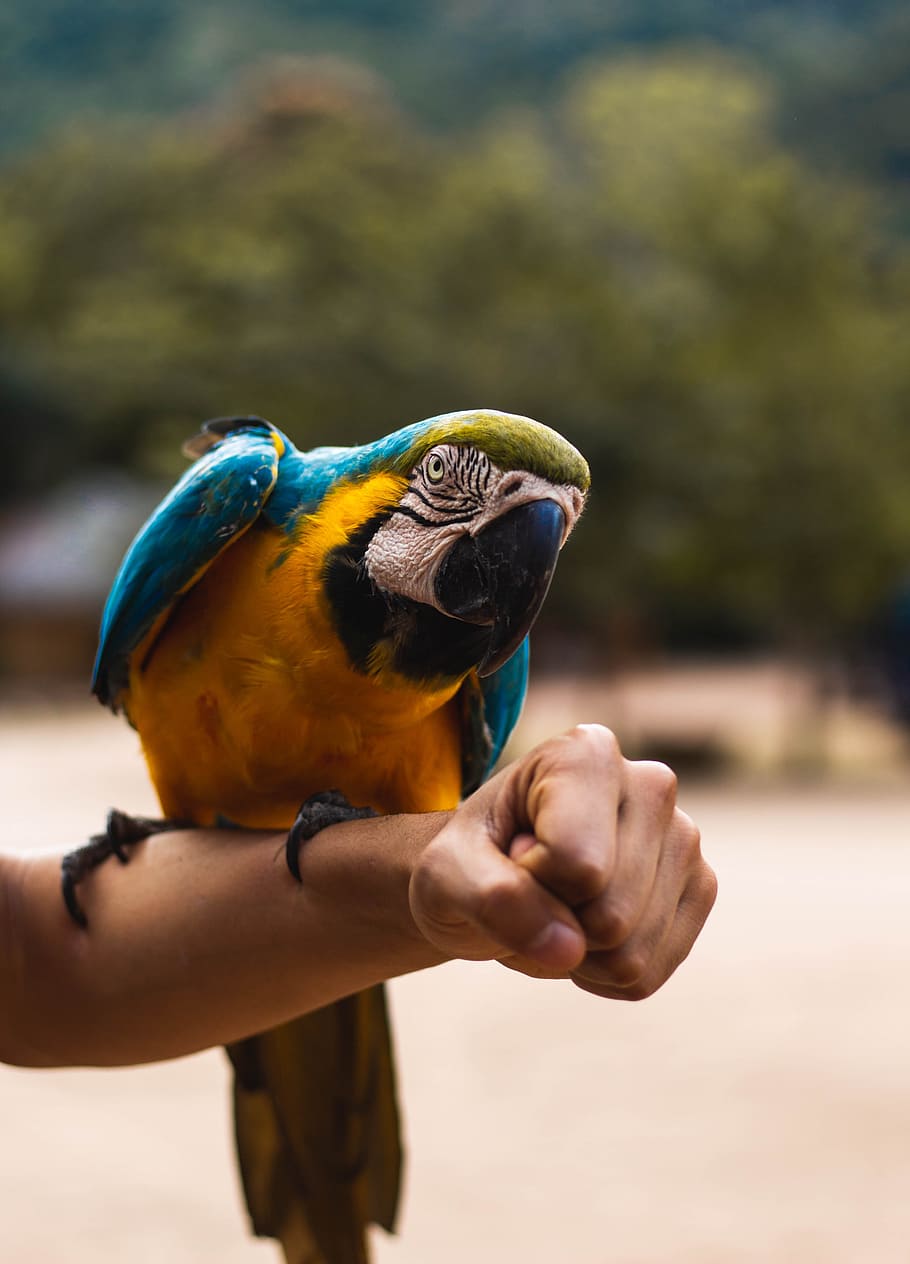 orange, blue, and green macaw bird perched on person's hand, arm HD wallpaper