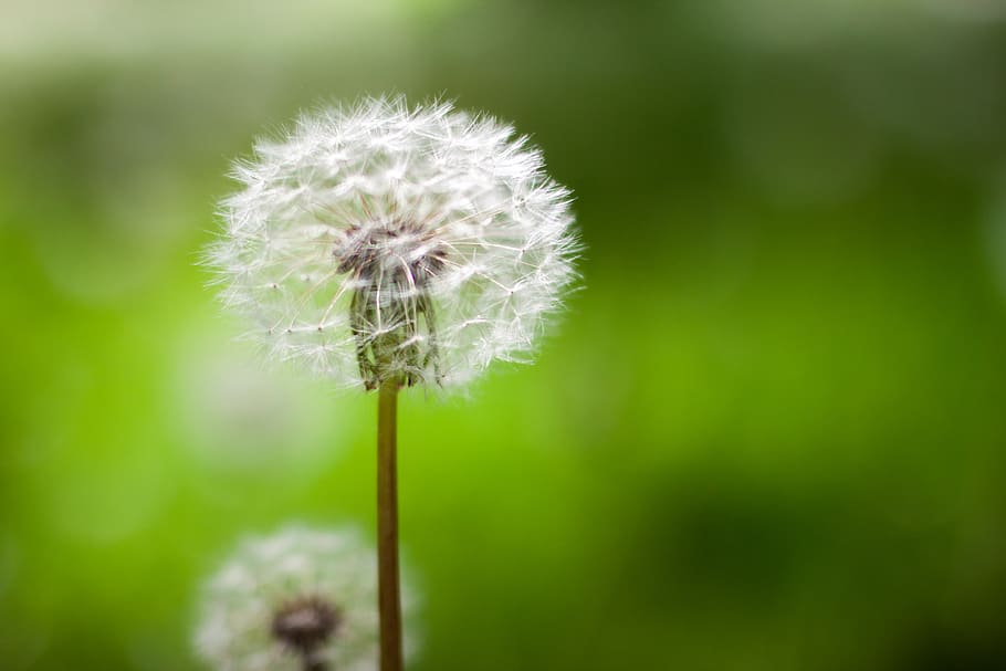 dandelion, flower, spring, nature, macro, flowering plant, fragility HD wallpaper