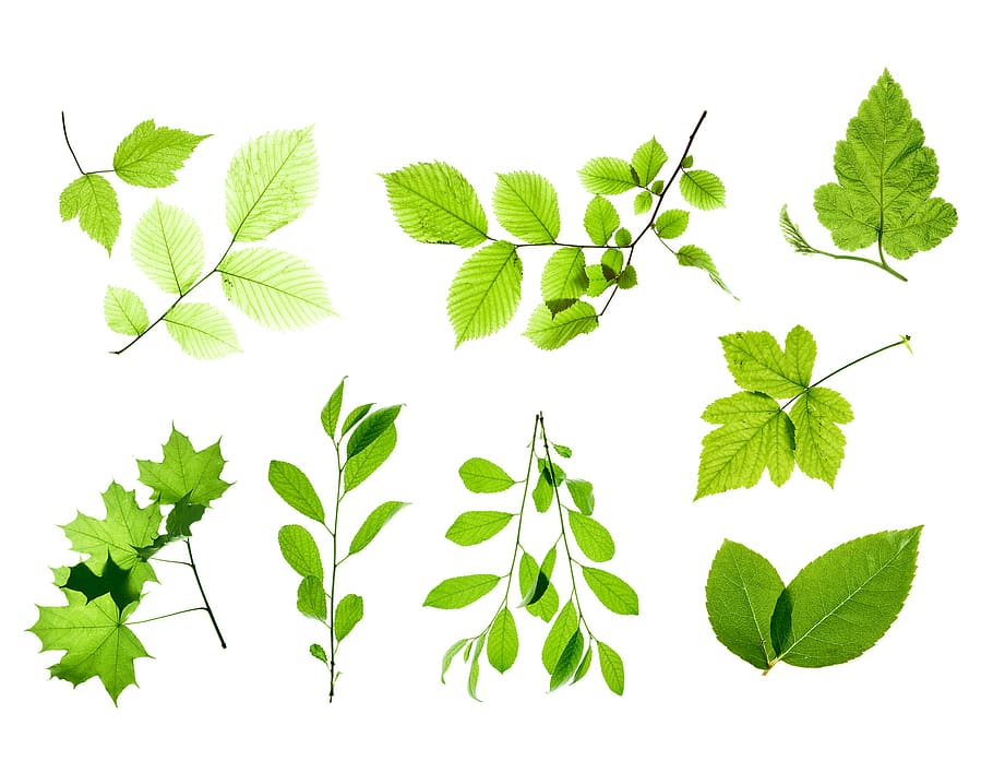 branch, decoration, leaf, leavs, leaves, laeves, leavse, white HD wallpaper