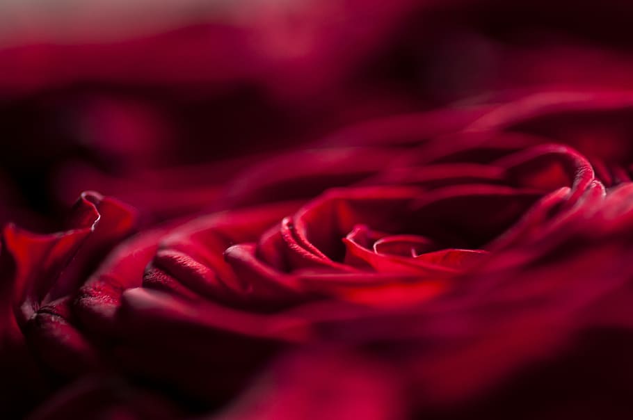 macro, flowers, summer, flora, romance, roses, flowering plant HD wallpaper