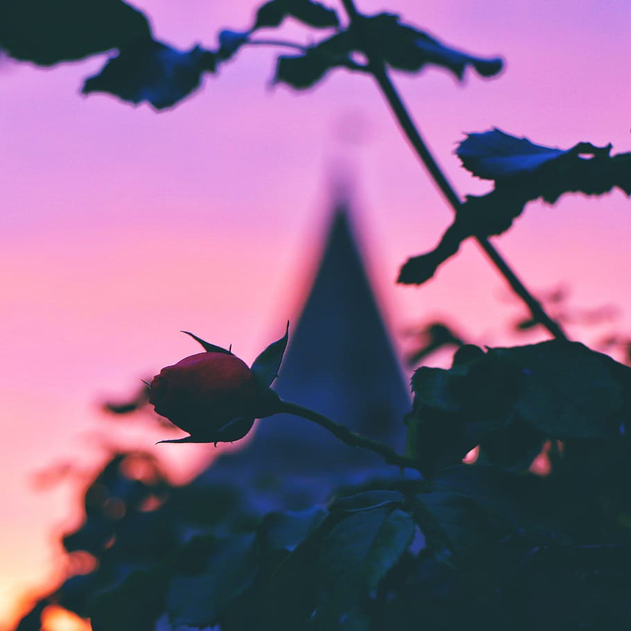 czechia, křivoklát, křivoklát castle, rose, flower, casle, HD wallpaper