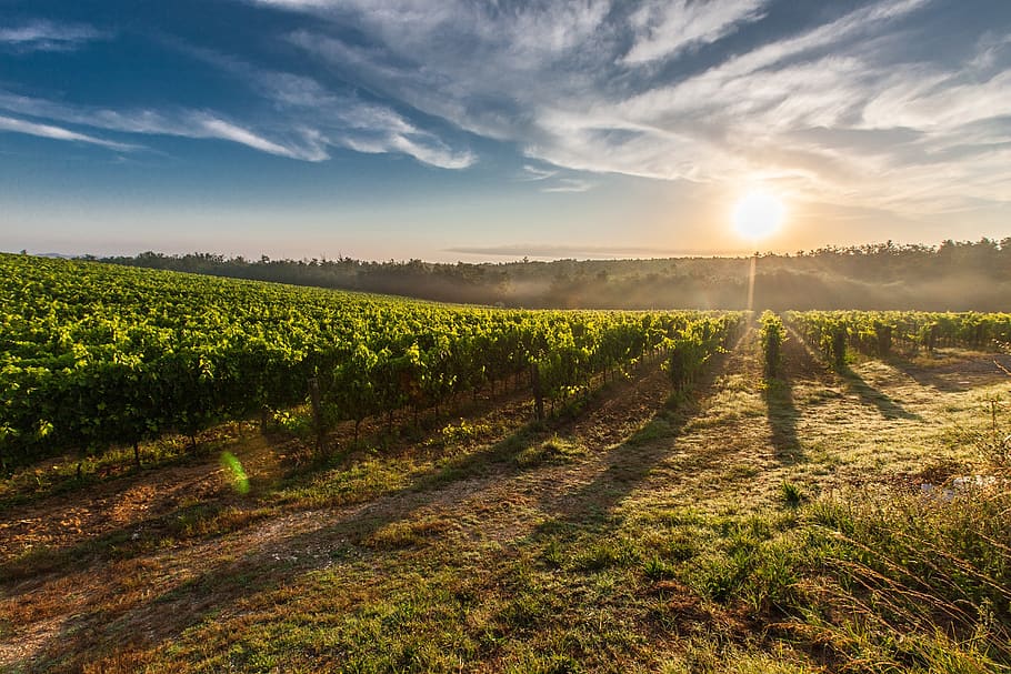 Farm Land during Sunset, clouds, daylight, evening, field, grapes HD wallpaper